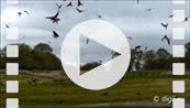 FZ015598 Red kites feeding (Milvus milvus).mp4